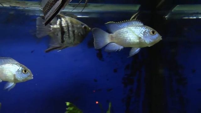 nanacara electric blue нанокара