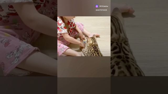 Бенгальский кот и спинер #приколы#кошки  #бенгальский