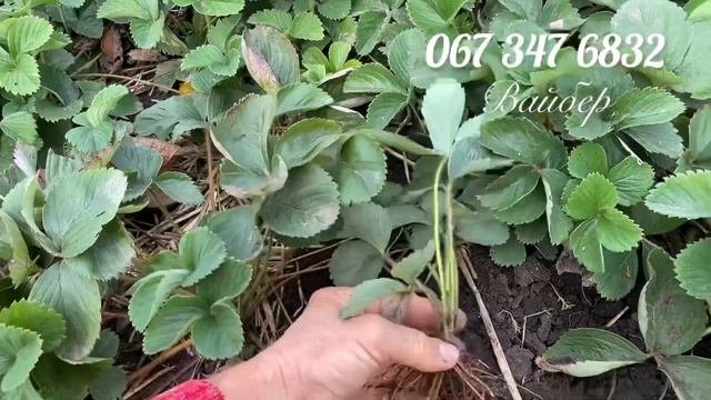 Рассада клубники Земляника садоваяКупить Саженцы клубники от производителя копанка