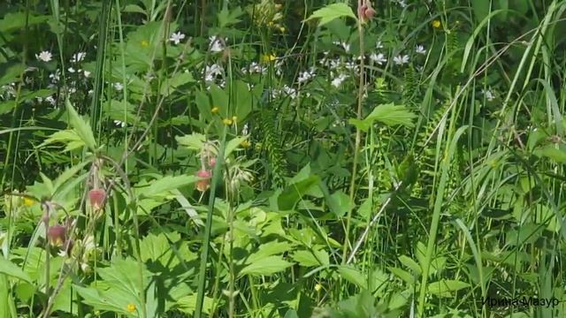 Цветы и травы. Гравилат речной. Flowers and grass. Gravel is a river.
