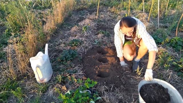 Копаем картошку и высаживаю клубнику