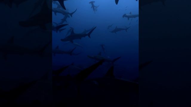 Миграция акул-молотов