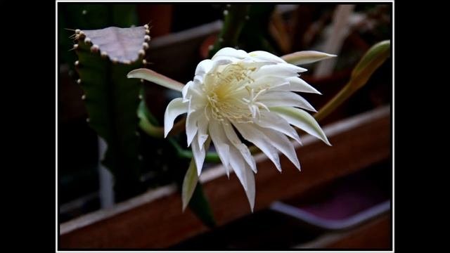 Epiphyllum oxypetalum Cactus plant from bud to bloom and out...