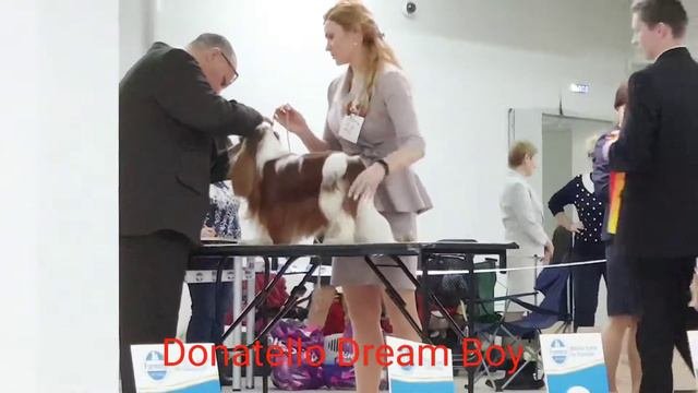 ПК моно. 17.03.19. Кобели, класс Чемпионов.