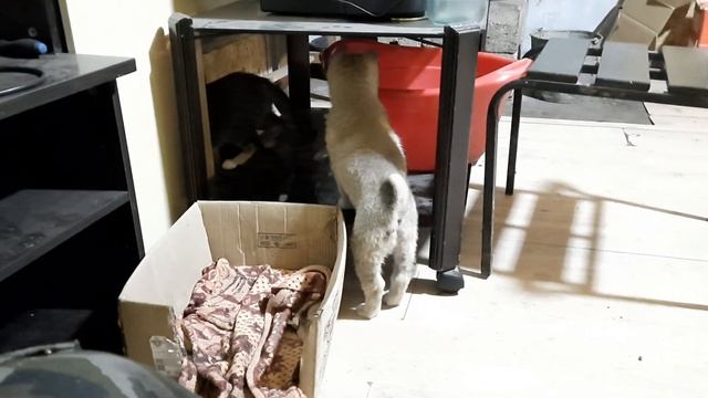 ОДИН В ПОМЕТЕ ЩЕНОК ЗСЛ. ЧТО С НЕГО ПОЛУЧИТСЯ?!.