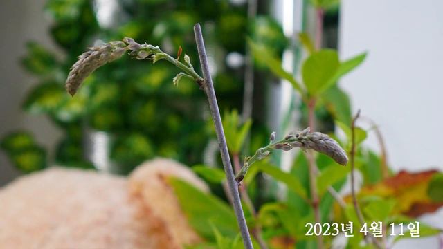 [Timelapse] Blooming wisteria (Wisteria floribunda)