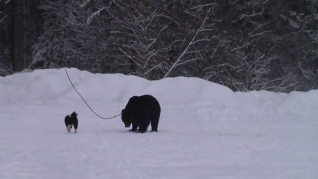 Лучший кобель состязаний ЛРЕ Кузьма вл. Габдуллин И