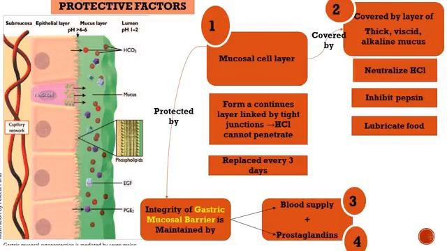 MED.LEVEL 2. GIT module. BIO Lecture 1 & 2 .Biochemical constituents of Gastric juice