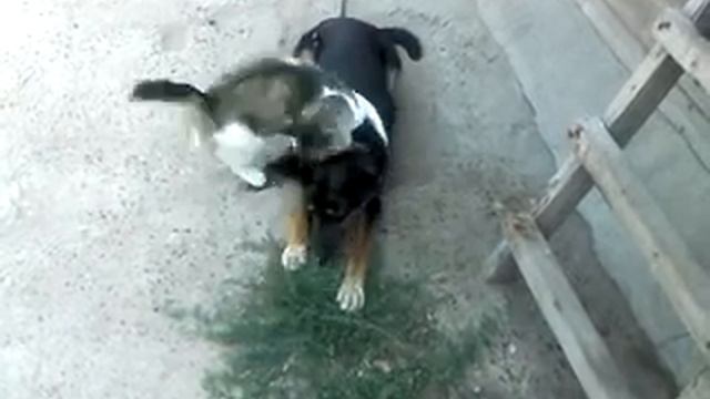 Прикол Котэ мочит овчарку