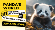 The birth of a panda cub at the Moscow Zoo_ joy and hope