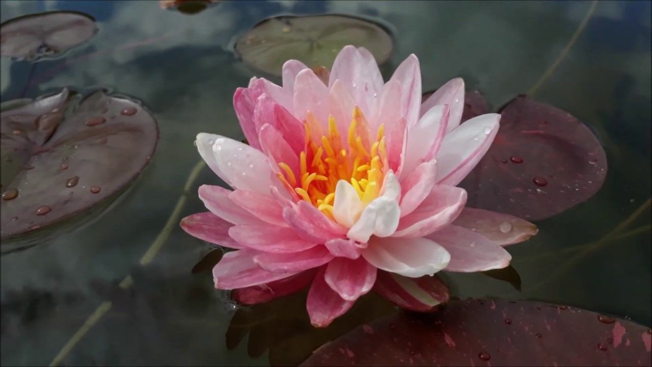 Нимфея Painted lady  (Разрисованная леди)  кувшинка, waterlily, водные растения, пруд