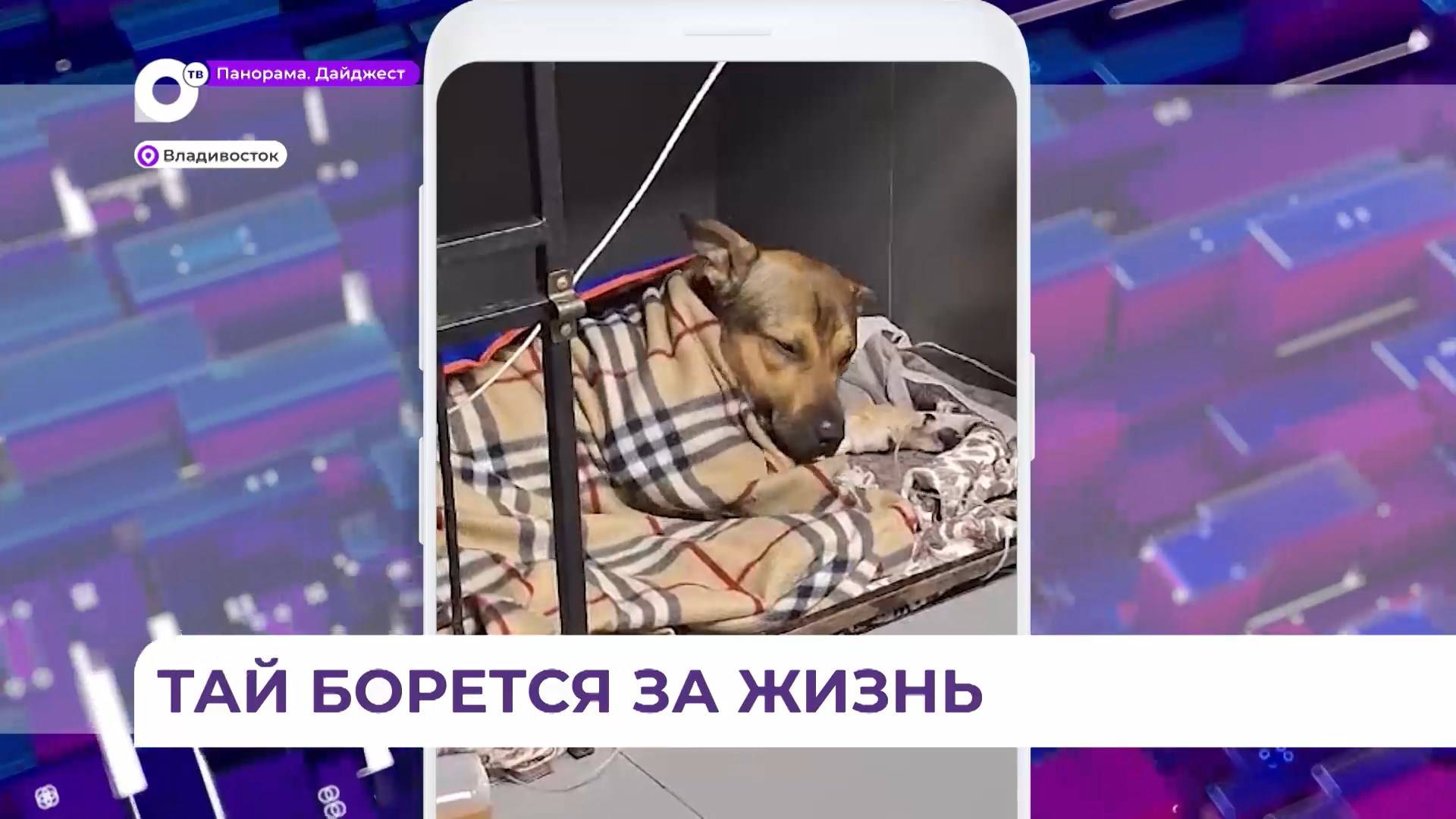 Зоозащитники и ветврачи борются за жизнь выпавшей с пятого этажа собаки во Владивостоке