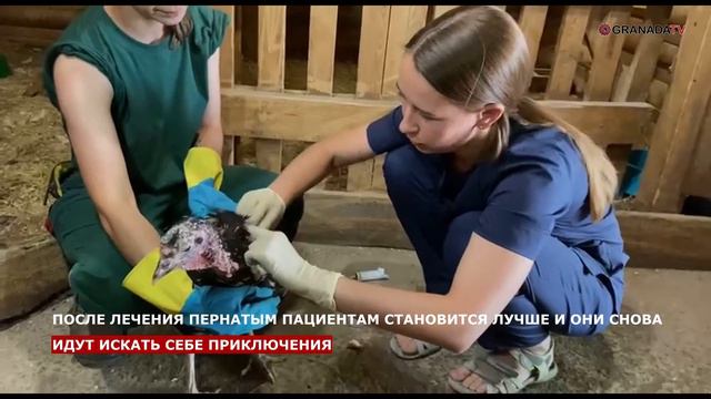 Детские книжки для шимпанзе Сони