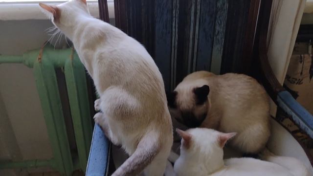 Тайские кошки, сплошная идиллия в отношениях
