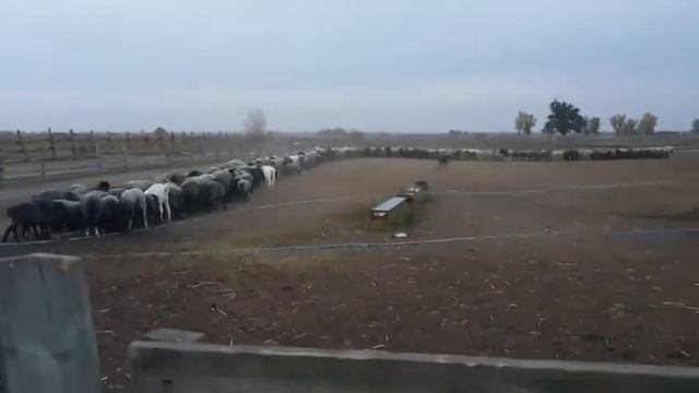 Овцы Романовской породы .Овцеводческое хозяйство Днепровская область.