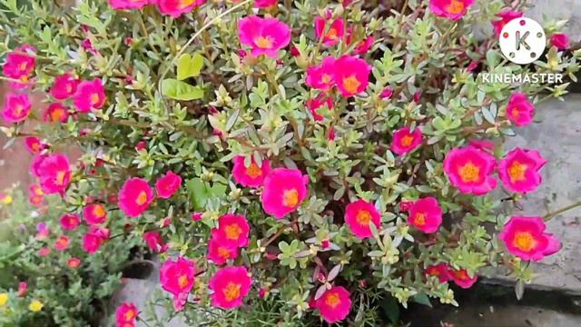table Rose plants moss rose plants in my terrace garden