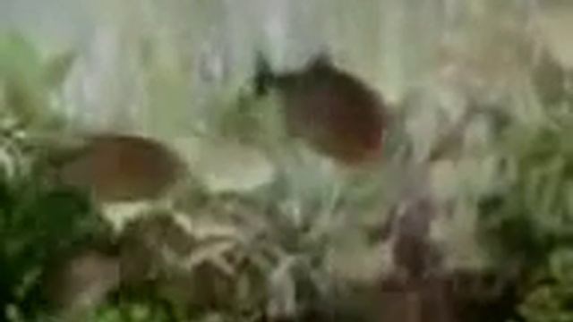 Пираньи кушают