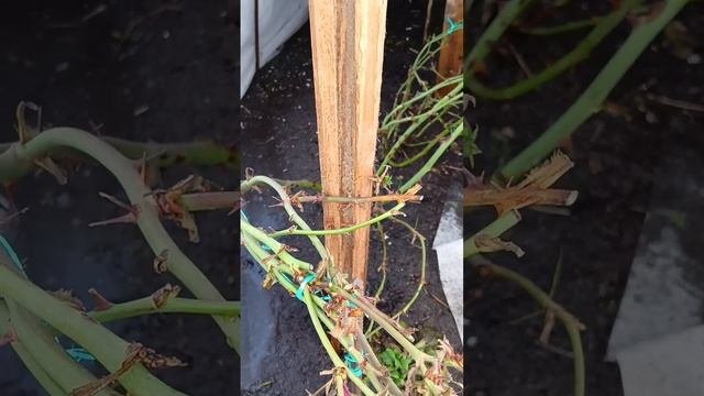 Как избежать воды в будущих  розариях.Нижний Новгород.
