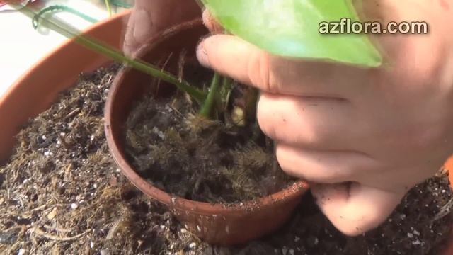 РАЗМНОЖЕНИЕ АНТУРИУМА  1 часть