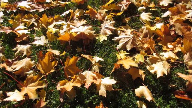 Antonio Vivaldi | The Four Seasons | L'autunno (Autumn | no 1 | Allegro | Classical Gold Music