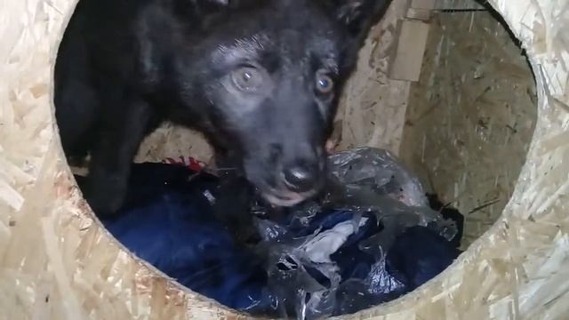 Альфа канадский черный волк