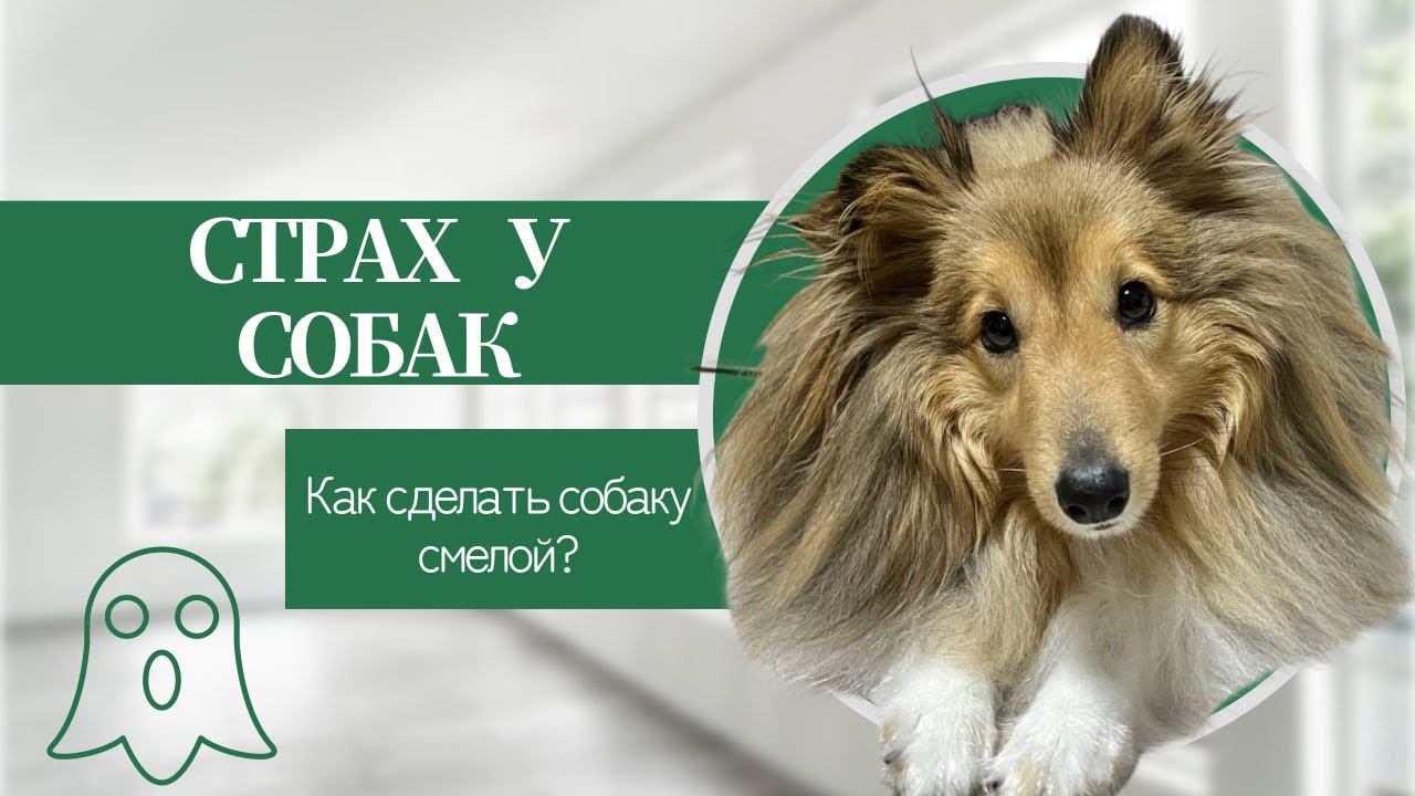 СТРАХ у СОБАК | Учим ШЕЛТИ не бояться САЛЮТОВ