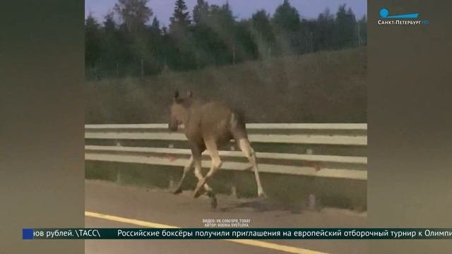 Осторожно лосята! Что делать при встрече с сохатыми