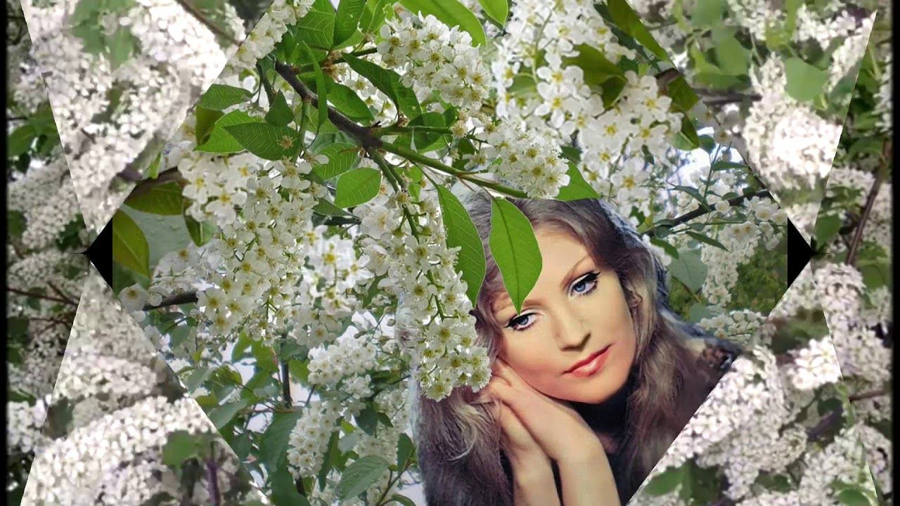 АннаГерман Белая черемуха Ольга Сиволобова ПЦК Вешка