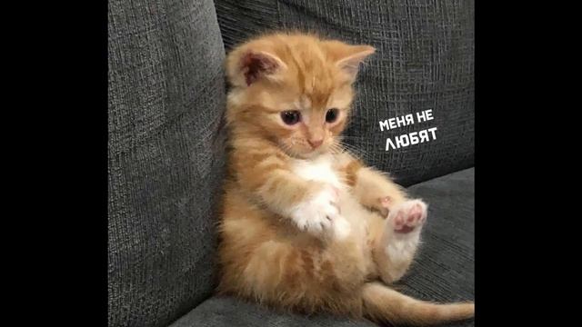 Котёнок "Сявочка": борьба за выживание и поиск смысла жизни, очень грустная история...