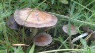 ЦВЕТОЧКИ, ГРИБОЧКИ///Фото красивой природы