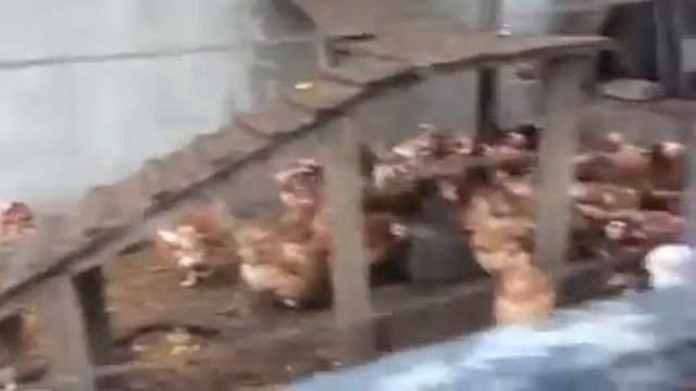 Куры несушки на дачном участке