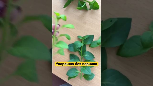 Черенкуем петунию и экономим на семенах #садоводство #сад #садогород