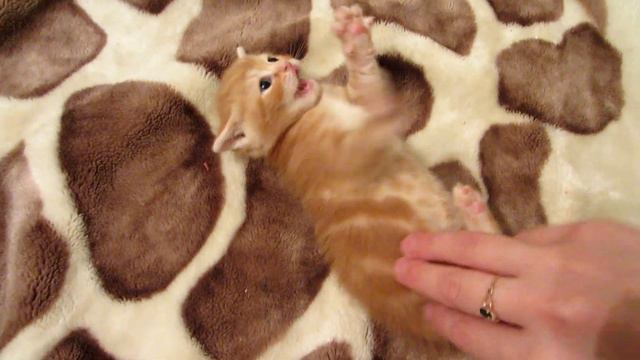 Шотландские котята И мама Ника.  Scottish kitten And Nick's mom.