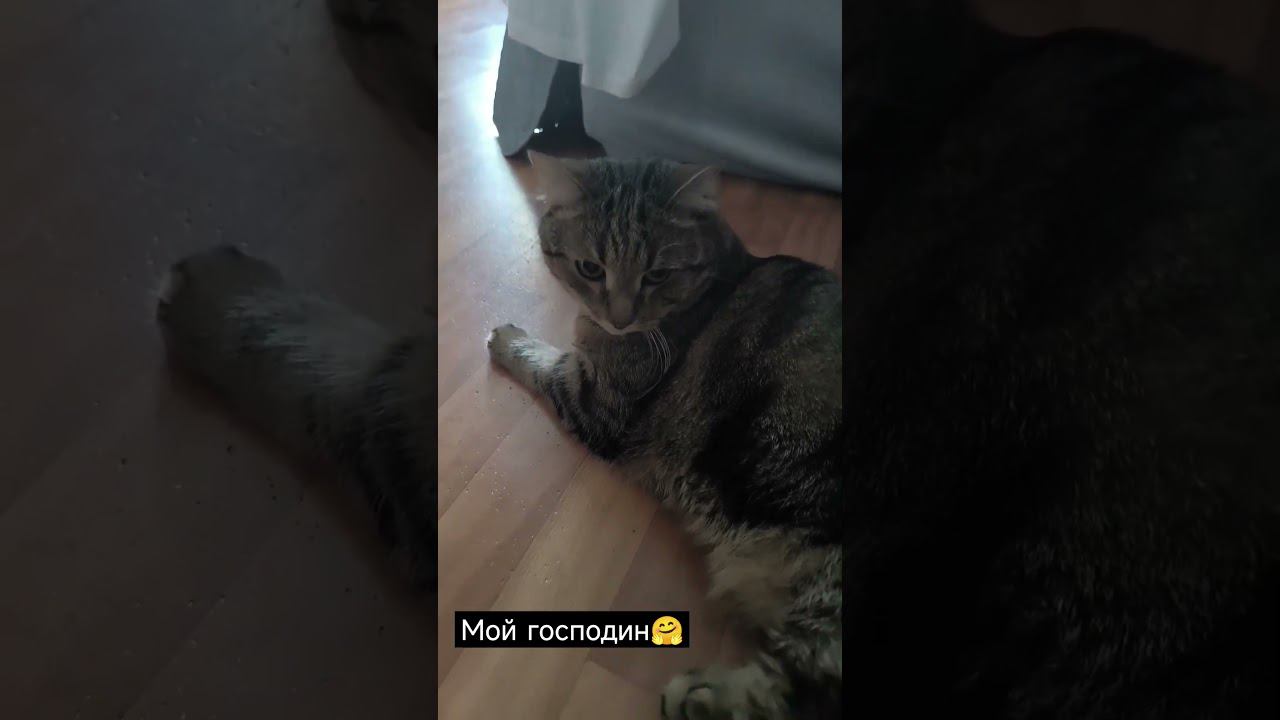 котики ждут окончания жары в Москве #котики