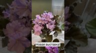 Выставка фиалок! #цветы #растения #фиалки #фиалка #домашниецветы #домашниерастения