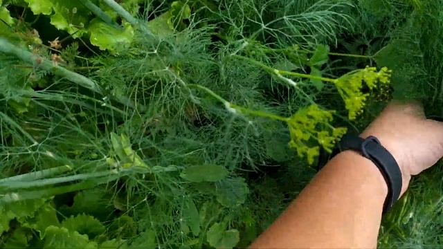 ОСТРАЯ АДЖИКА #Вкусняшки_от_Наташки