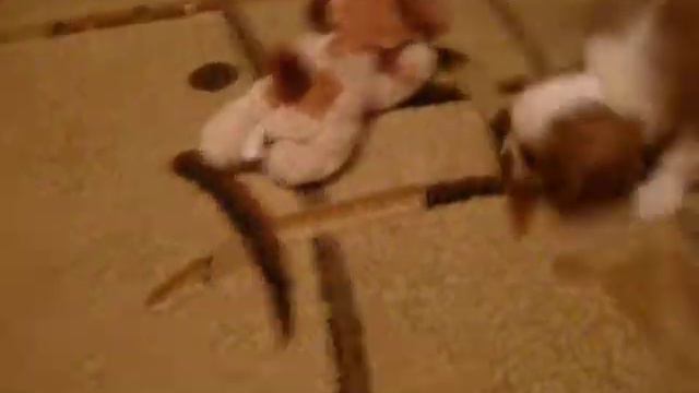 Cavalier King Charles Spaniel - Azartis Iscusitel (Ричи)