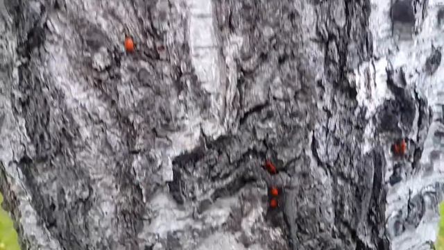 14. Сентябрь. 2016. В мире животных от Комара на ВДНХ