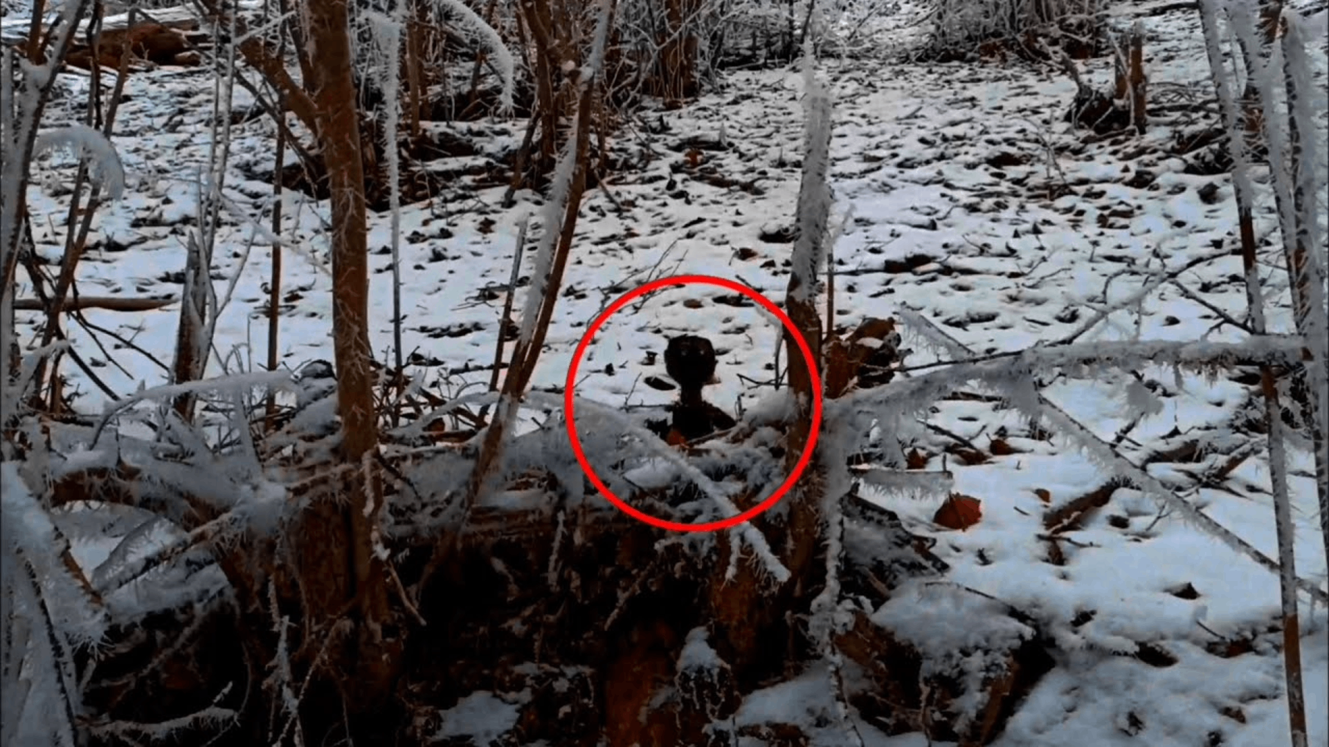 В Лесу есть Загадочное существо который охотится на людей