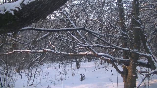 охота на зайца с гончими