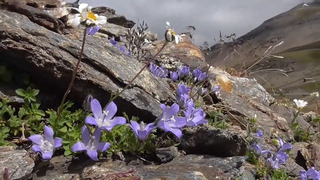 Campanula del Moncenisio