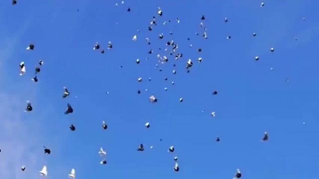 голуби - Гранитно ржавые, чугунные голуби