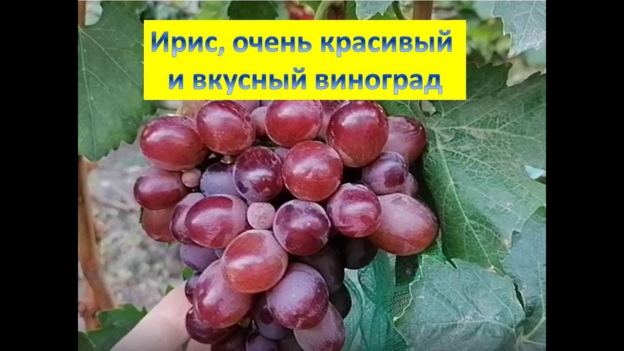 Обзор новинок винограда на моем участке. ИРИС, РУМЫН, СИЛЬВЕР, ВИКА.