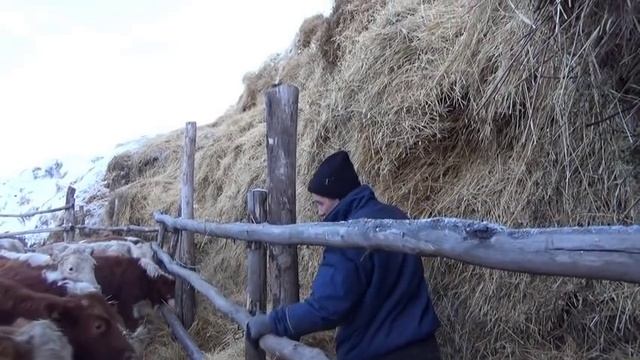 Коровы 2020. Вечерняя чистка кормушек.