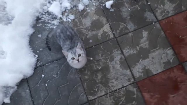 Русский охотничий спаниель и кошка🐶🐱