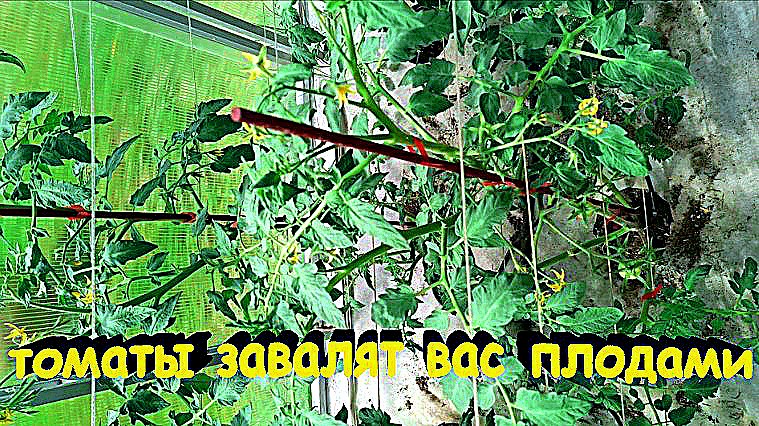 "Томаты будут расти и плодоносить как на дрожжах."#сад#огород#дача