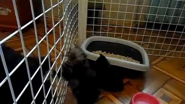 Мои котята-бобтейлята. Большая наша собака!