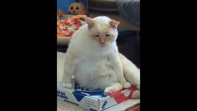 забавные котики - щас спою