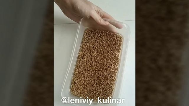 Как прорастить пшеницу?