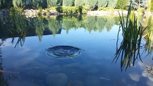 Работа скиммера